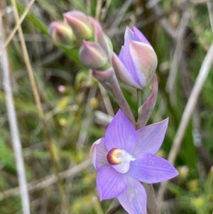 Thelymitra sp. (pauciflora complex) at Hall, ACT - 10 Oct 2021