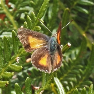 Paralucia aurifera (Bright Copper) at Tennent, ACT - 23 Oct 2021 by JohnBundock