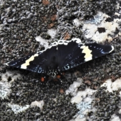 Eutrichopidia latinus (Yellow-banded Day-moth) at Namadgi National Park - 23 Oct 2021 by JohnBundock