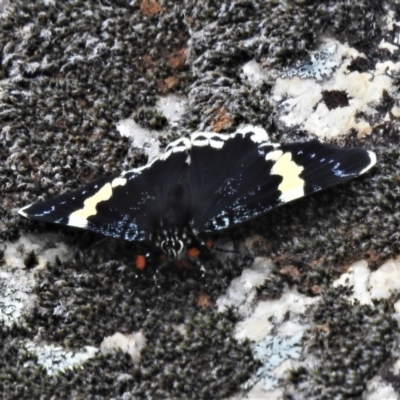 Eutrichopidia latinus (Yellow-banded Day-moth) at Namadgi National Park - 23 Oct 2021 by JohnBundock