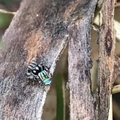 Maratus volans (Peacock spider) at Broulee Moruya Nature Observation Area - 20 Oct 2021 by MattFox