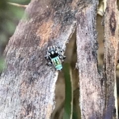 Maratus volans at Broulee, NSW - 20 Oct 2021