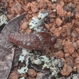 Goniaea australasiae at Lake George, NSW - 23 Oct 2021