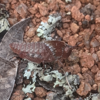 Goniaea australasiae (Gumleaf grasshopper) at Lake George, NSW - 23 Oct 2021 by MPennay