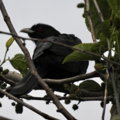 Eudynamys orientalis (Pacific Koel) at Burradoo - 23 Oct 2021 by GlossyGal