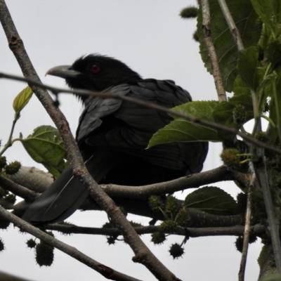 Eudynamys orientalis (Pacific Koel) at Wingecarribee Local Government Area - 23 Oct 2021 by GlossyGal