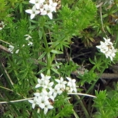 Asperula conferta (Common Woodruff) at Hawker, ACT - 23 Oct 2021 by sangio7