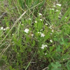 Asperula conferta at Hawker, ACT - 23 Oct 2021 11:17 AM