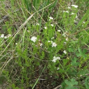 Asperula conferta at Hawker, ACT - 23 Oct 2021