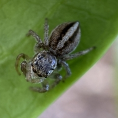 Maratus scutulatus (A jumping spider) at Jerrabomberra, NSW - 23 Oct 2021 by SteveBorkowskis
