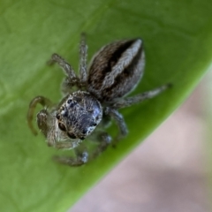 Maratus scutulatus (A jumping spider) at QPRC LGA - 23 Oct 2021 by Steve_Bok