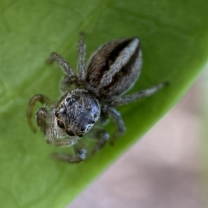 Maratus scutulatus at Jerrabomberra, NSW - 23 Oct 2021