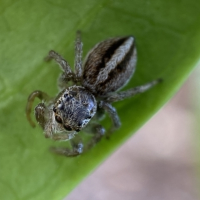 Maratus scutulatus (A jumping spider) at Jerrabomberra, NSW - 23 Oct 2021 by Steve_Bok