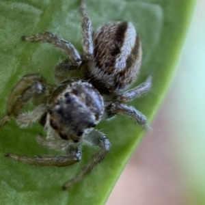 Maratus scutulatus at Jerrabomberra, NSW - 23 Oct 2021