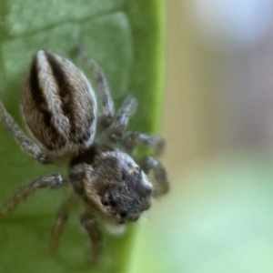 Maratus scutulatus at Jerrabomberra, NSW - 23 Oct 2021