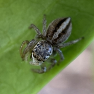 Maratus scutulatus at Jerrabomberra, NSW - 23 Oct 2021