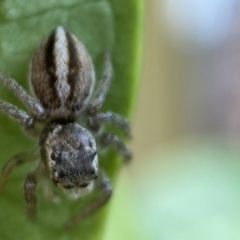 Maratus scutulatus at Jerrabomberra, NSW - 23 Oct 2021