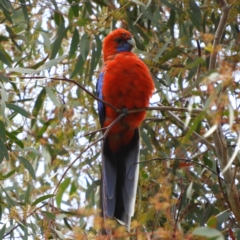 Platycercus elegans (Crimson Rosella) at Farrer Ridge - 22 Oct 2021 by MatthewFrawley