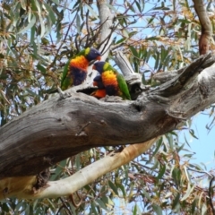 Trichoglossus moluccanus (Rainbow Lorikeet) at Farrer, ACT - 22 Oct 2021 by MatthewFrawley