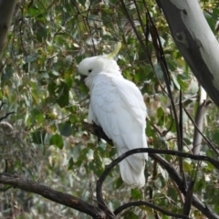 Cacatua galerita (Sulphur-crested Cockatoo) at Farrer, ACT - 23 Oct 2021 by MatthewFrawley