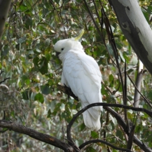 Cacatua galerita at Farrer, ACT - 23 Oct 2021 10:46 AM