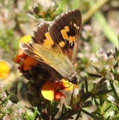 Trapezites phigalia (Heath Ochre) at Black Mountain - 23 Oct 2021 by HelenCross