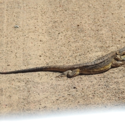 Pogona barbata (Eastern Bearded Dragon) at Lions Youth Haven - Westwood Farm - 22 Oct 2021 by HelenCross