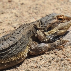 Pogona barbata at Stromlo, ACT - suppressed