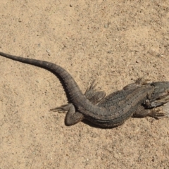 Pogona barbata at Stromlo, ACT - suppressed