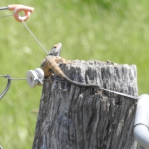 Pogona barbata at Stromlo, ACT - suppressed