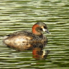 Tachybaptus novaehollandiae (Australasian Grebe) at Lions Youth Haven - Westwood Farm A.C.T. - 22 Oct 2021 by HelenCross