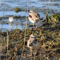 Charadrius melanops (Black-fronted Dotterel) at Lions Youth Haven - Westwood Farm A.C.T. - 22 Oct 2021 by HelenCross