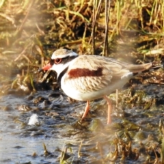 Charadrius melanops at Kambah, ACT - 22 Oct 2021