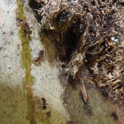 Papyrius sp. (genus) (A Coconut Ant) at Stromlo, ACT - 22 Oct 2021 by HelenCross