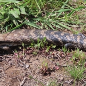 Tiliqua scincoides scincoides at Greenway, ACT - 23 Oct 2021