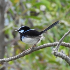 Malurus cyaneus (Superb Fairywren) at Farrer, ACT - 23 Oct 2021 by MatthewFrawley