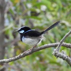 Malurus cyaneus at Farrer, ACT - 23 Oct 2021 10:58 AM