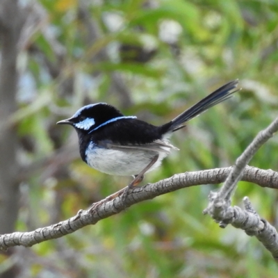 Malurus cyaneus (Superb Fairywren) at Farrer, ACT - 23 Oct 2021 by MatthewFrawley
