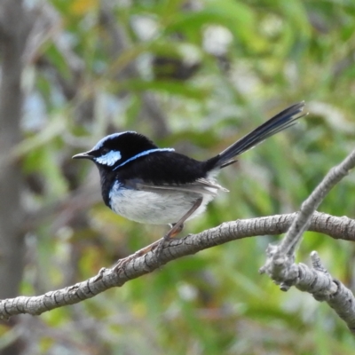 Malurus cyaneus (Superb Fairywren) at Farrer Ridge - 22 Oct 2021 by MatthewFrawley