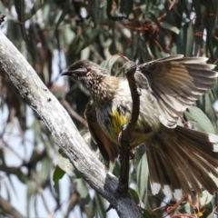 Anthochaera carunculata (Red Wattlebird) at Farrer Ridge - 23 Oct 2021 by MatthewFrawley