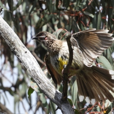 Anthochaera carunculata (Red Wattlebird) at Farrer, ACT - 23 Oct 2021 by MatthewFrawley