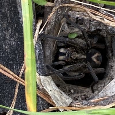 Venatrix sp. (genus) (Unidentified Venatrix wolf spider) at Wanniassa Hill - 23 Oct 2021 by RAllen