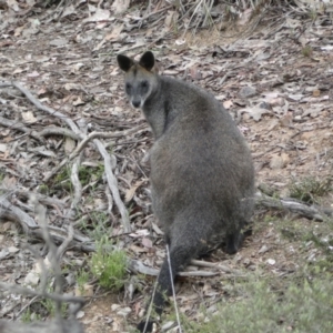 Wallabia bicolor at Jerrabomberra, NSW - 23 Oct 2021