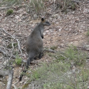 Wallabia bicolor at Jerrabomberra, NSW - 23 Oct 2021