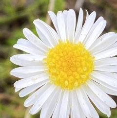 Calotis anthemoides (Chamomile Burr-daisy) at Macarthur, ACT - 23 Oct 2021 by RAllen