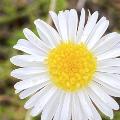 Calotis anthemoides (Chamomile Burr-daisy) at Wanniassa Hill - 23 Oct 2021 by RAllen