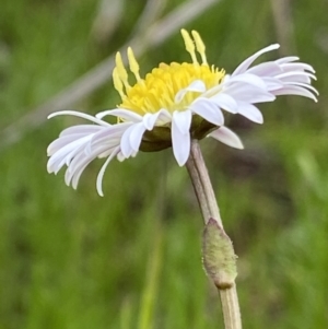 Calotis anthemoides at Macarthur, ACT - 23 Oct 2021 03:30 PM