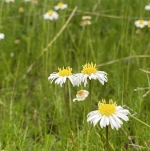 Calotis anthemoides at Macarthur, ACT - 23 Oct 2021 03:30 PM