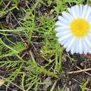 Calotis anthemoides at Macarthur, ACT - 23 Oct 2021 03:30 PM