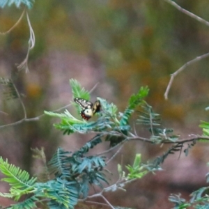 Papilio anactus at Crace, ACT - 23 Oct 2021